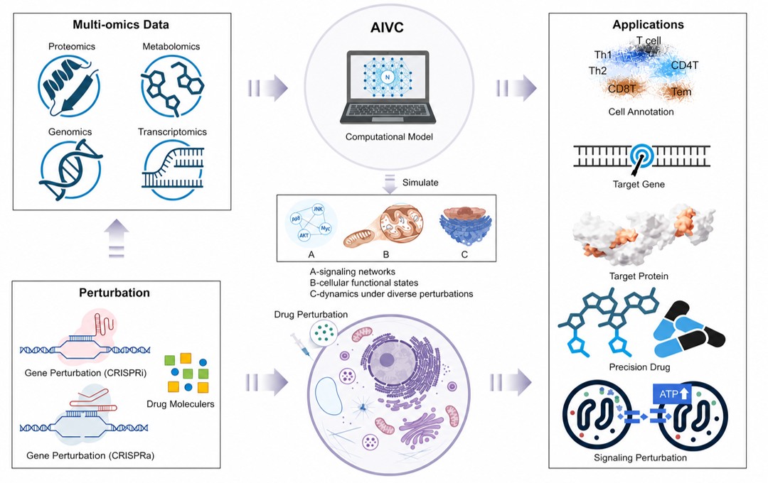 Virtual cell model connecting genes, molecules, proteins, drugs, and perturbation responses